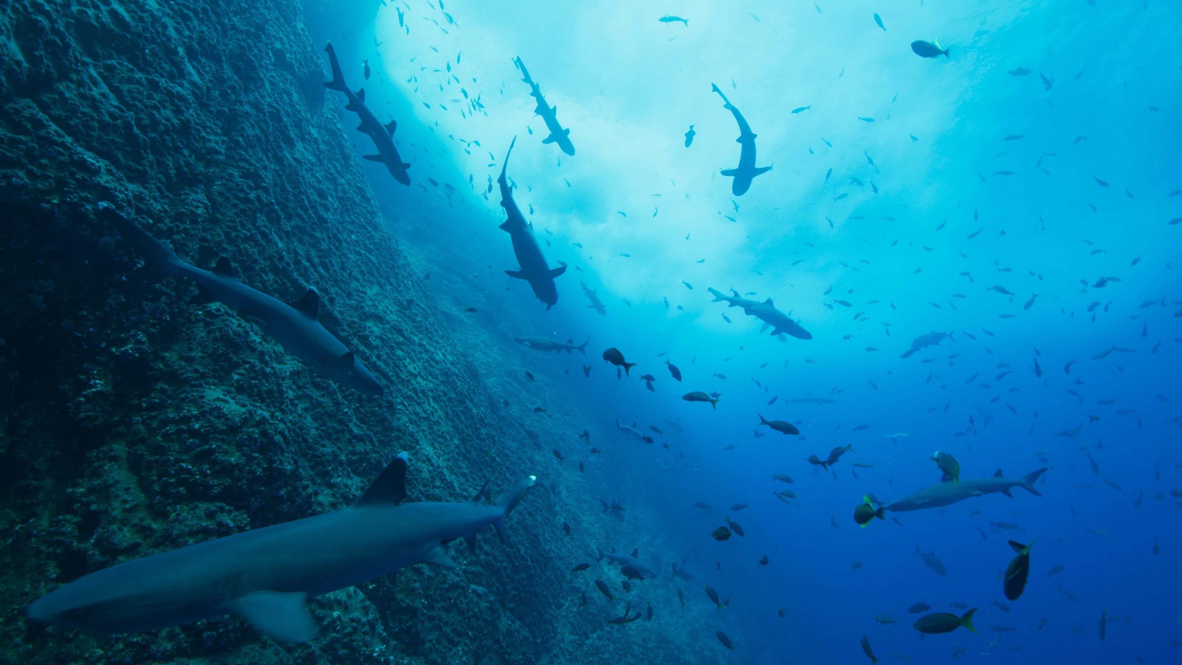 Phim Đại dương của chúng ta - Our Oceans (2024)