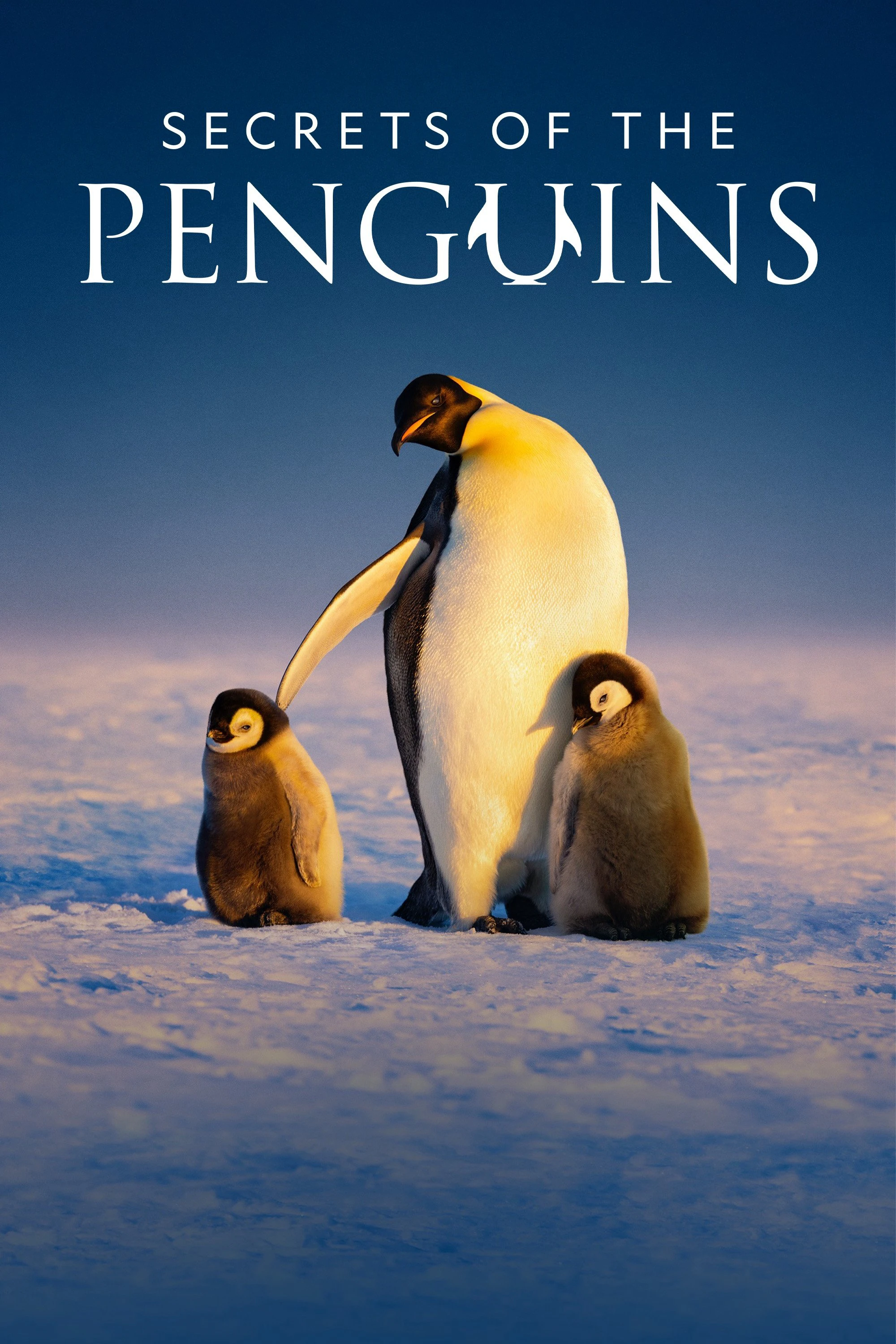 Phim Secrets of the Penguins - Secrets of the Penguins (2025)